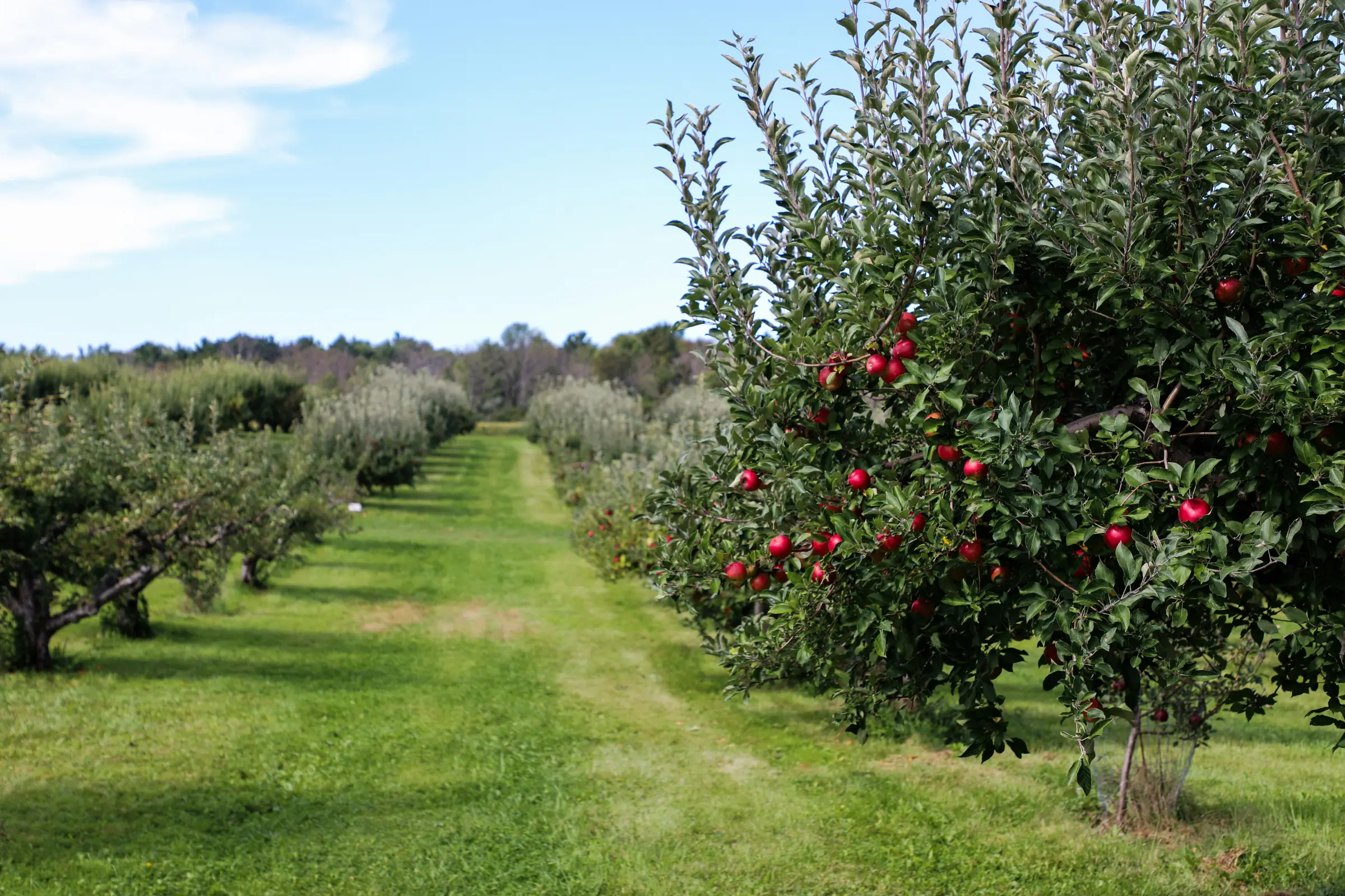 Fruitbewaring - bewaarcel met appels